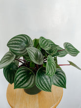 Load image into Gallery viewer, Peperomia Argyreia Watermelon