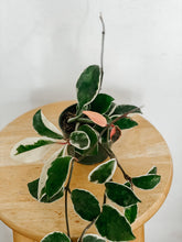 Load image into Gallery viewer, Hoya Carnosa Krimson Queen