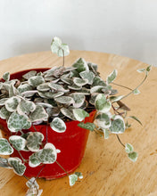 Load image into Gallery viewer, Variegated String of Hearts
