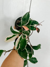 Load image into Gallery viewer, Hoya Carnosa Krimson Queen