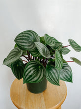 Load image into Gallery viewer, Peperomia Argyreia Watermelon