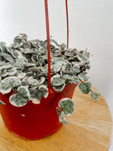 Load image into Gallery viewer, Variegated String of Hearts
