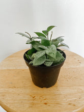 Load image into Gallery viewer, Hoya Krohniana Silver