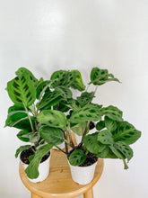 Load image into Gallery viewer, Maranta Leuconeura Green