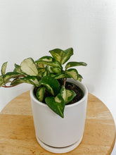 Load image into Gallery viewer, Hoya Carnosa Krimson Princess