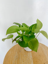Load image into Gallery viewer, Pothos Neon