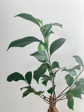 Load image into Gallery viewer, Ficus Ginseng Bonsai
