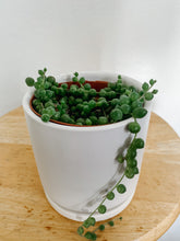 Load image into Gallery viewer, String of Pearls / Curio  Rowleyanus