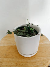 Load image into Gallery viewer, String of Hearts ‘Ceropegia woodii’ Trailing