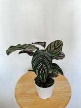 Load image into Gallery viewer, Calathea Ornata Pin Stripe