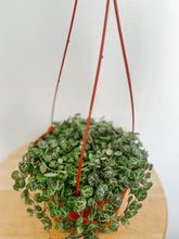 Load image into Gallery viewer, String of Turtles Peperomia Prostrata