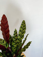 Load image into Gallery viewer, Calathea Lancifolia Rattlesnake