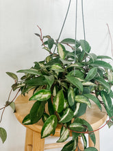 Load image into Gallery viewer, 6” Hoya Carnosa Krimson Princess