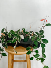 Load image into Gallery viewer, Hoya Carnosa Krimson Queen