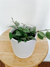 Load image into Gallery viewer, Hoya Krohniana Silver