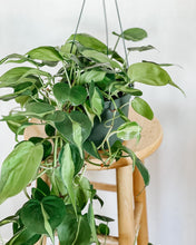Load image into Gallery viewer, Philodendron Cordatum Brasil