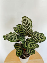 Load image into Gallery viewer, Calathea Makoyana Peacock Plant