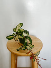 Load image into Gallery viewer, Hoya Carnosa Krimson Princess