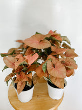 Load image into Gallery viewer, Syngonium Podophyllum Butterfly Coral