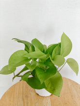 Load image into Gallery viewer, Pothos Neon