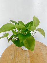 Load image into Gallery viewer, Pothos Neon
