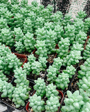 Load image into Gallery viewer, Donkey Tail (Burro’s Tail) – 2” Rooted Sedum Morganianum Succulent