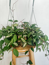 Load image into Gallery viewer, 6” Hoya Carnosa Krimson Princess