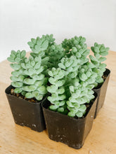 Load image into Gallery viewer, Donkey Tail
