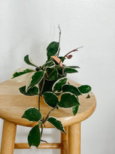Load image into Gallery viewer, Hoya Carnosa Krimson Queen