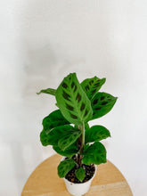 Load image into Gallery viewer, Maranta Leuconeura Green