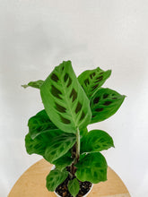 Load image into Gallery viewer, Maranta Leuconeura Green