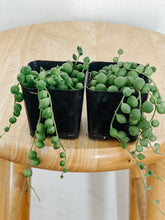 Load image into Gallery viewer, String of Pearls