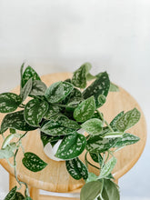 Load image into Gallery viewer, Satin Pothos Scindapsus Pictus Argyraeus