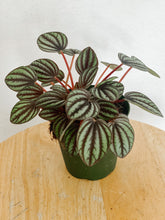Load image into Gallery viewer, Peperomia Albovittata Piccolo Banda