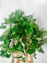 Load image into Gallery viewer, 6” Large Trailing Golden Pothos Epipremnum Aureum