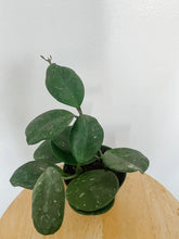 Load image into Gallery viewer, Hoya Obovata Splash