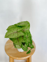 Load image into Gallery viewer, Syngonium Podophyllum Golden