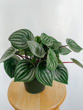Load image into Gallery viewer, Peperomia Argyreia Watermelon