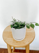 Load image into Gallery viewer, Hoya Krohniana Silver