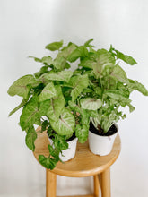 Load image into Gallery viewer, Syngonium Podophyllum Golden