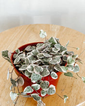 Load image into Gallery viewer, Variegated String of Hearts