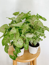 Load image into Gallery viewer, Syngonium Podophyllum Golden