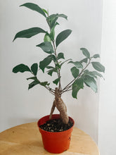 Load image into Gallery viewer, Ficus Ginseng Bonsai