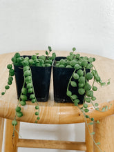 Load image into Gallery viewer, String of Pearls