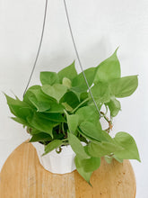 Load image into Gallery viewer, Philodendron Cordatum Lemon Lime