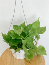 Load image into Gallery viewer, Philodendron Cordatum Lemon Lime