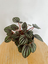 Load image into Gallery viewer, Peperomia Albovittata Piccolo Banda