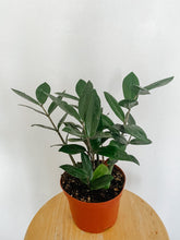 Load image into Gallery viewer, ZZ Plant