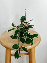 Load image into Gallery viewer, Hoya Carnosa Krimson Queen