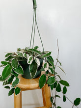 Load image into Gallery viewer, Hoya Carnosa Krimson Queen